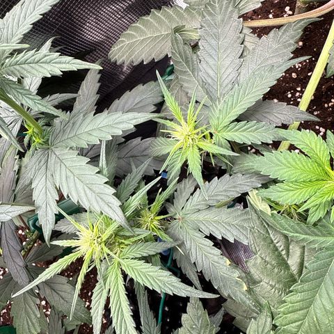 Fat Banana growlog timeline photo