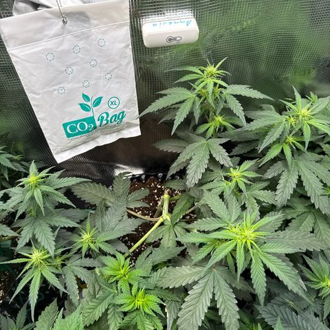 Fat Banana growlog timeline photo