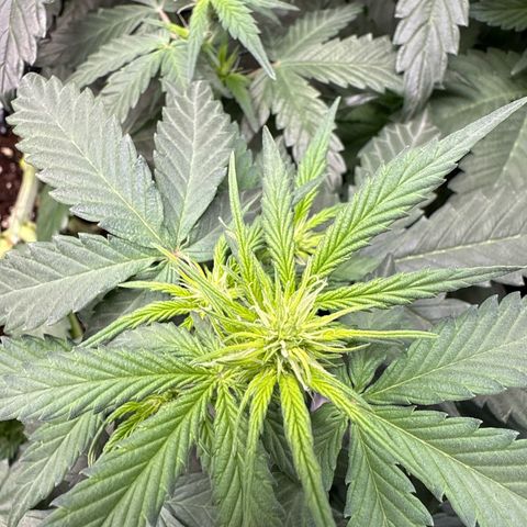 Fat Banana growlog timeline photo