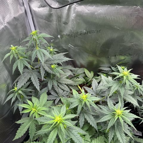 Special Kush #1 growlog timeline photo