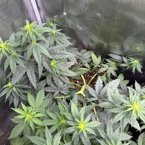 Special Kush #1 growlog timeline photo