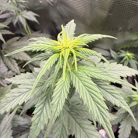 Special Kush #1 growlog timeline photo