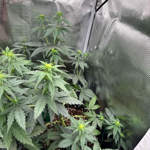 Special Kush #1 growlog timeline photo