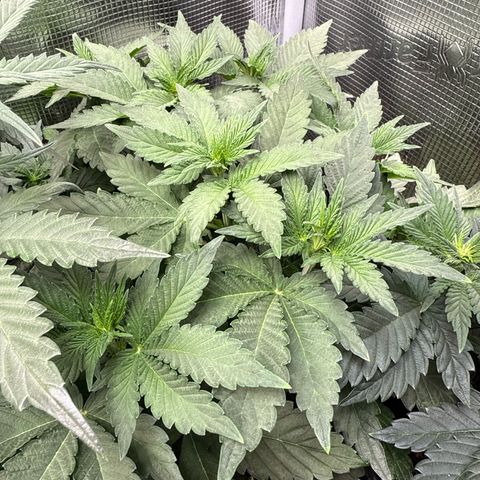 Rainbow Melon growlog timeline photo