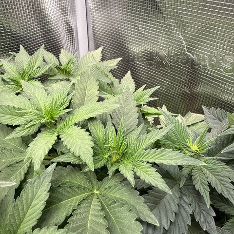 Rainbow Melon growlog timeline photo