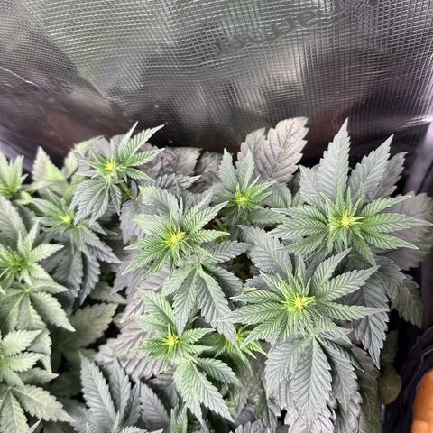 Gorilla Melon growlog timeline photo