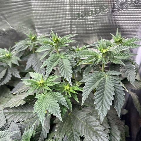 Gorilla Melon growlog timeline photo