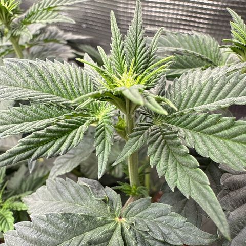 Gorilla Melon growlog timeline photo