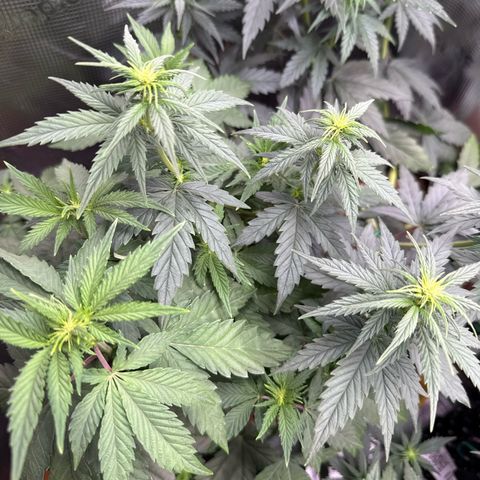 Lemonpaya growlog timeline photo