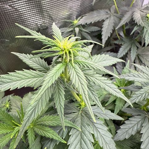 Lemonpaya growlog timeline photo