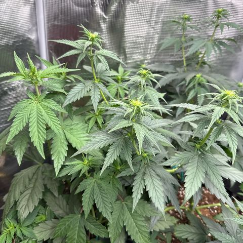 Lemonpaya growlog timeline photo