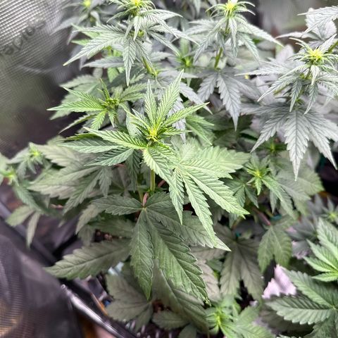 Lemonpaya growlog timeline photo