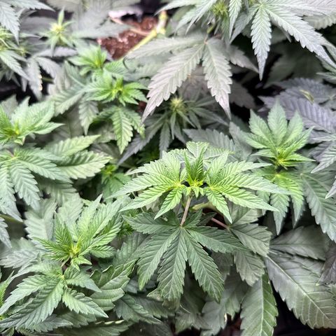 Gorilla Melon growlog timeline photo