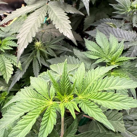 Gorilla Melon growlog timeline photo