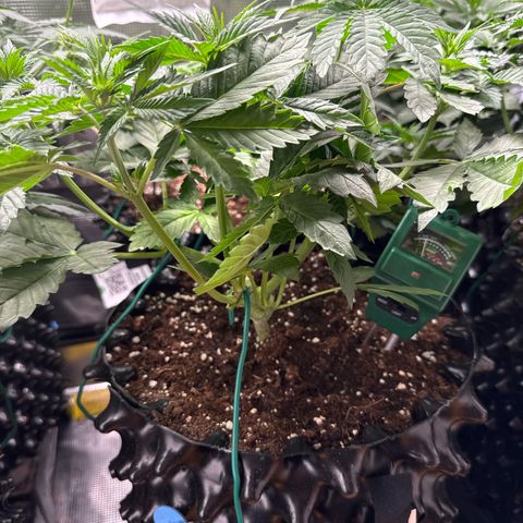 Gorilla Melon growlog timeline photo