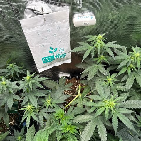 Fat Banana growlog timeline photo