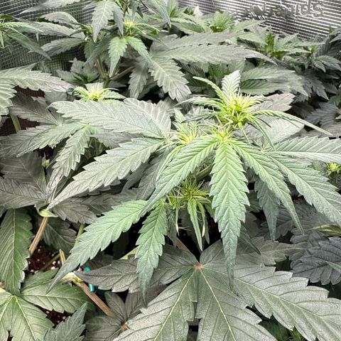 Fat Banana growlog timeline photo
