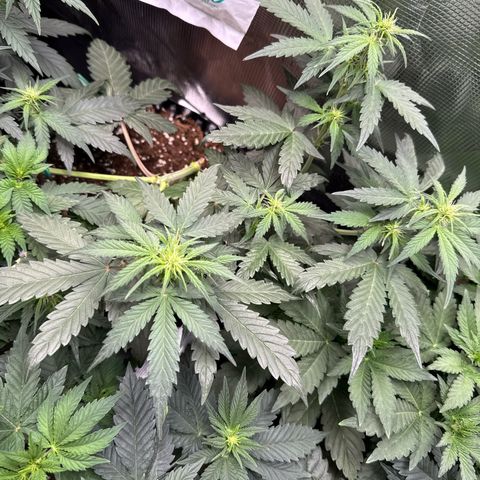 Fat Banana growlog timeline photo