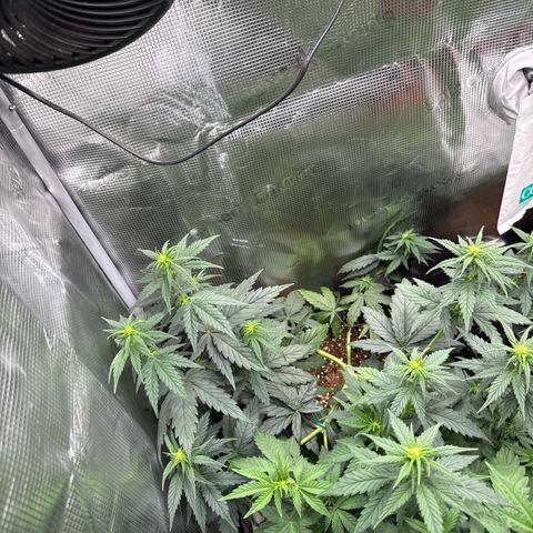 Special Kush #1 growlog timeline photo