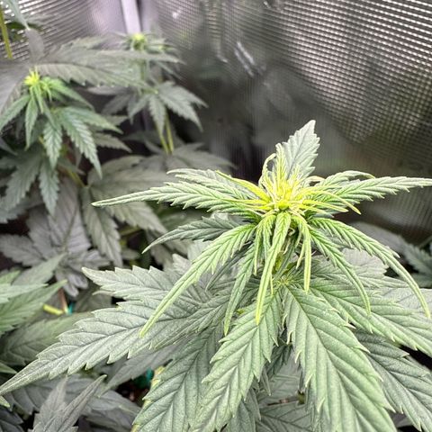 Special Kush #1 growlog timeline photo