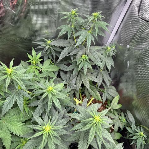 Special Kush #1 growlog timeline photo