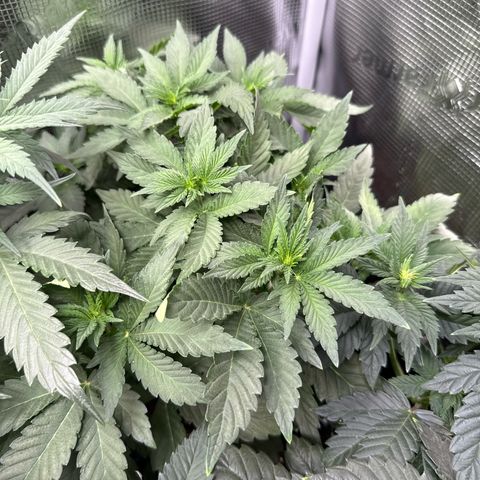 Rainbow Melon growlog timeline photo