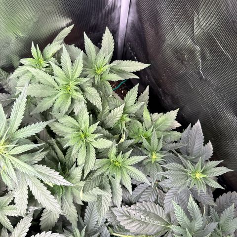 Rainbow Melon growlog timeline photo