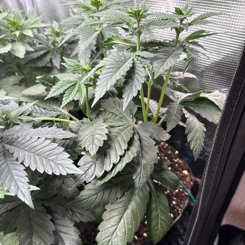 Gorilla Melon growlog timeline photo