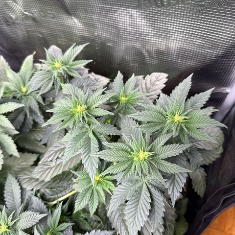 Gorilla Melon growlog timeline photo