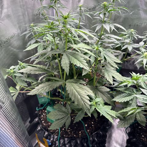 Lemonpaya growlog timeline photo