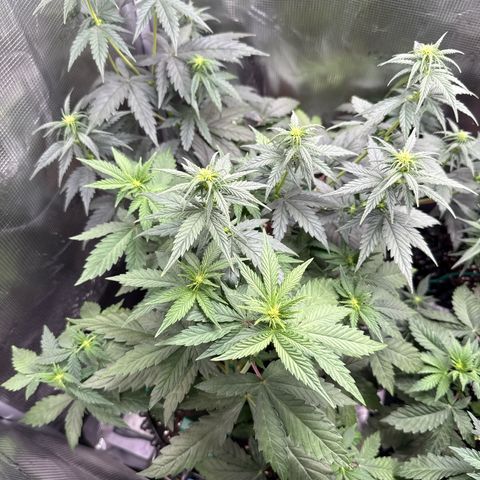 Lemonpaya growlog timeline photo