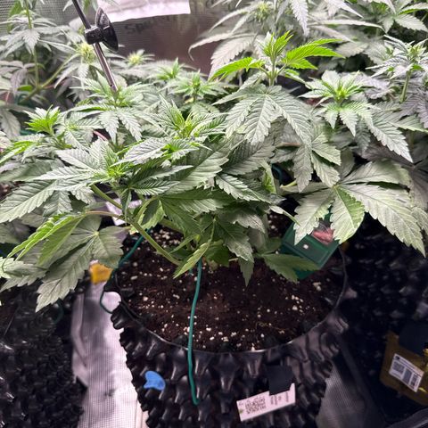 Gorilla Melon growlog timeline photo