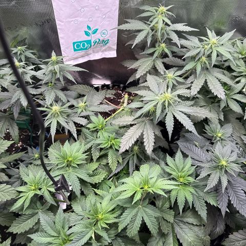 Gorilla Melon growlog timeline photo