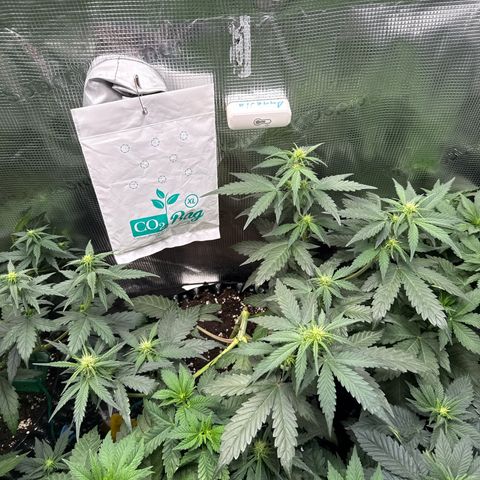 Fat Banana growlog timeline photo