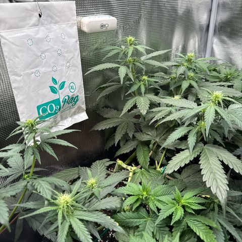 Fat Banana growlog timeline photo