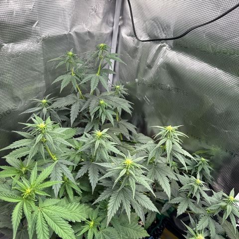 Special Kush #1 growlog timeline photo