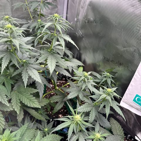 Special Kush #1 growlog timeline photo