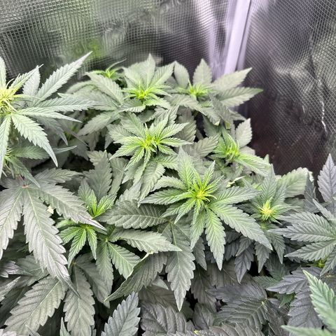 Rainbow Melon growlog timeline photo