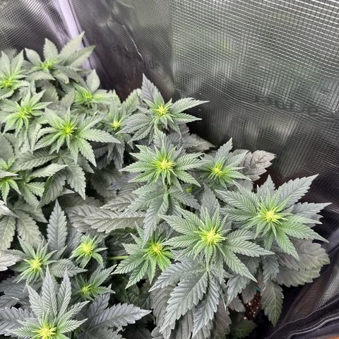 Gorilla Melon growlog timeline photo