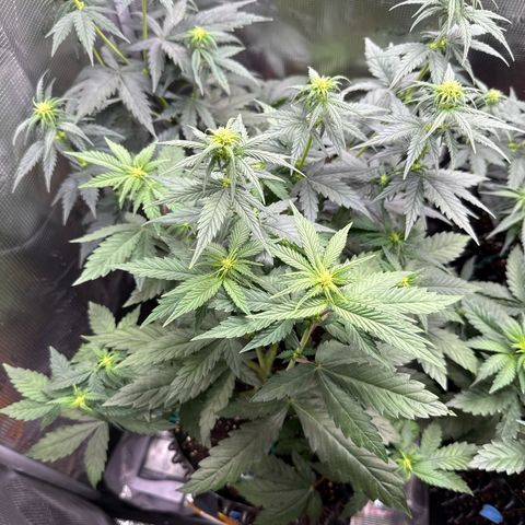 Lemonpaya growlog timeline photo