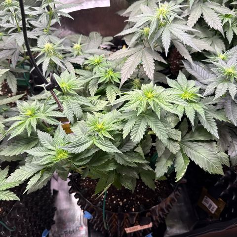 Gorilla Melon growlog timeline photo