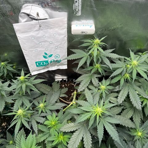 Fat Banana growlog timeline photo