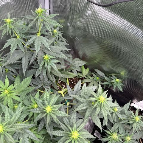 Special Kush #1 growlog timeline photo