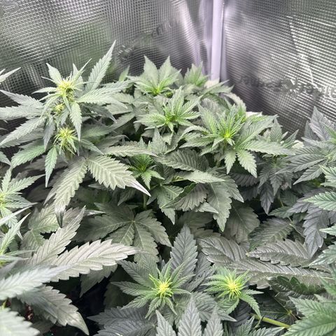 Rainbow Melon growlog timeline photo
