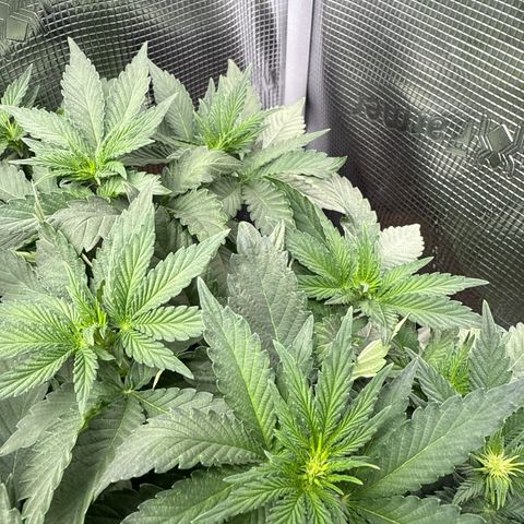 Rainbow Melon growlog timeline photo