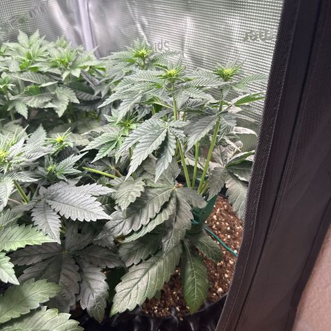 Gorilla Melon growlog timeline photo