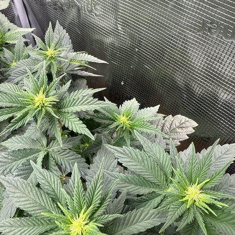 Gorilla Melon growlog timeline photo