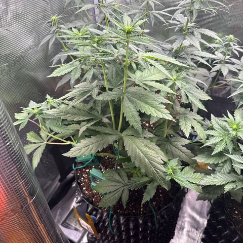 Lemonpaya growlog timeline photo