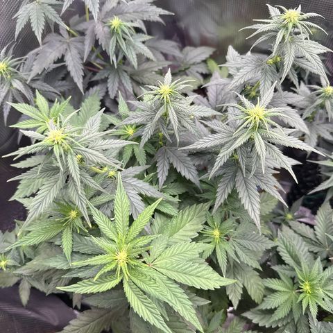 Lemonpaya growlog timeline photo