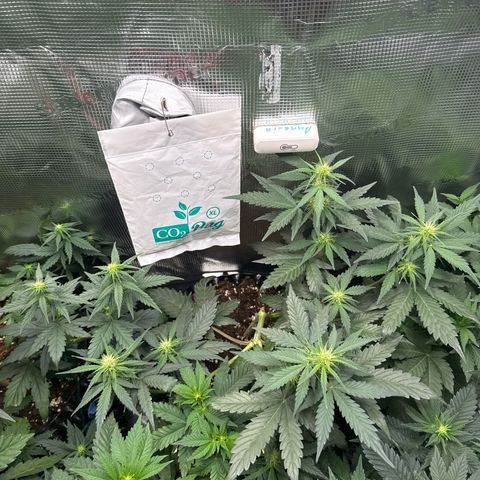 Fat Banana growlog timeline photo